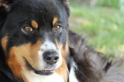 how to combat aggression in dogs_canna-pet