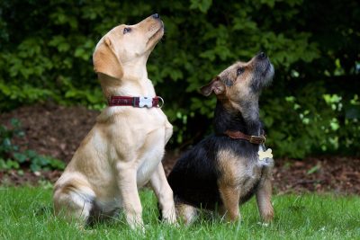 how to teach a dog to stay_canna-pet
