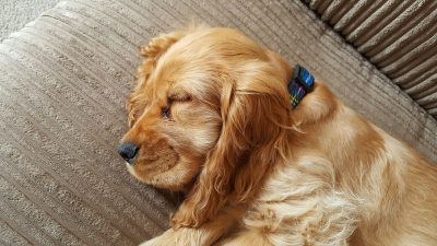 how to teach dog to sleep through the night_canna-pet