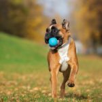 how-to-teach-your-dog-to-play-fetch-canna-pet