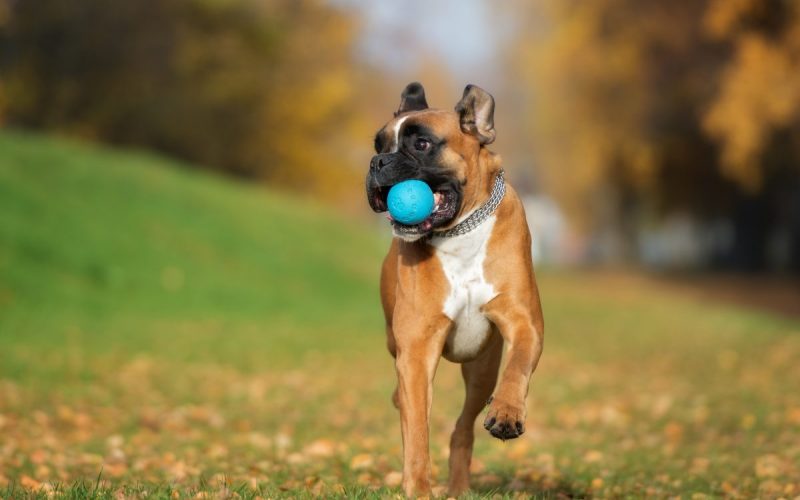 how-to-teach-your-dog-to-play-fetch-canna-pet