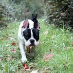 how to train a dog not to run away_canna-pet