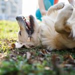 how-to-train-a-dog-to-roll-over_canna-pet