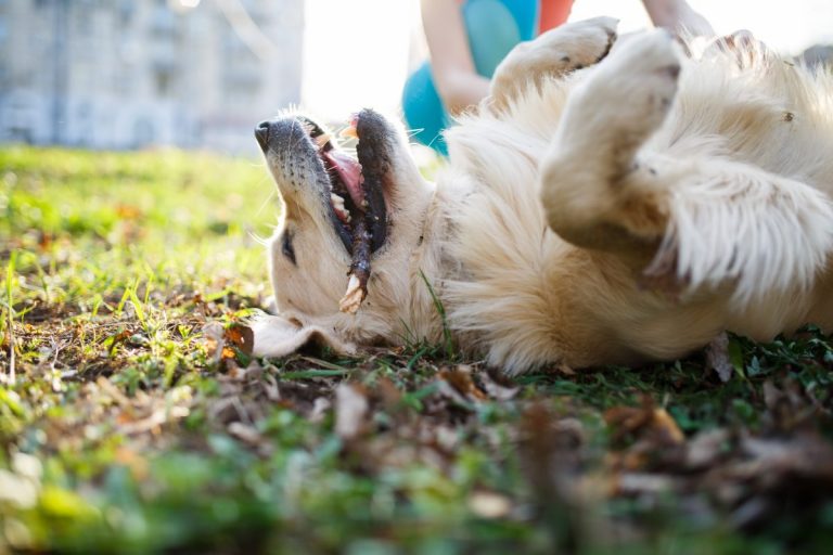 How to Train a Dog to Roll Over CannaPet®