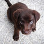 how to train a dog to stay_canna-pet