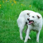 how-to-train-your-dog-not-to-be-aggressive_canna-pet