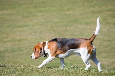 how to train your dog not to run away_canna-pet