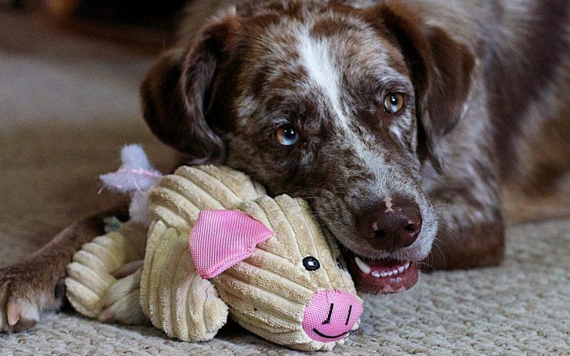 how-to-train-your-dog-to-pick-up-toys-canna-pet
