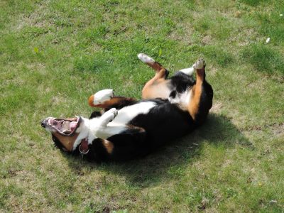 how to train your dog to roll over_canna-pet