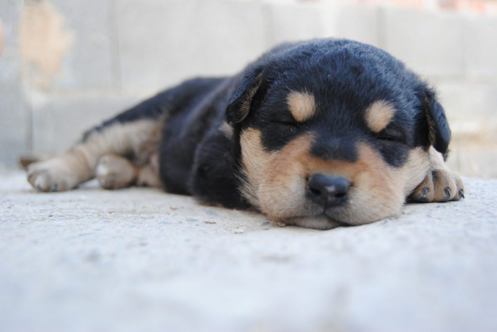 Training a puppy outlet to sleep at night