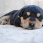 how to train your dog to sleep through the night_canna-pet