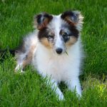 how to train your dog to stop whining-canna-pet