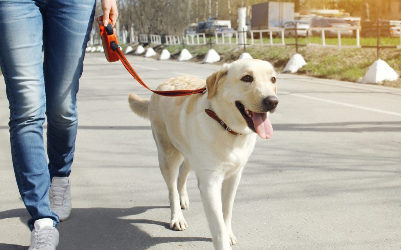 how-to-train-your-dog-to-walk-next-to-you_canna-pet