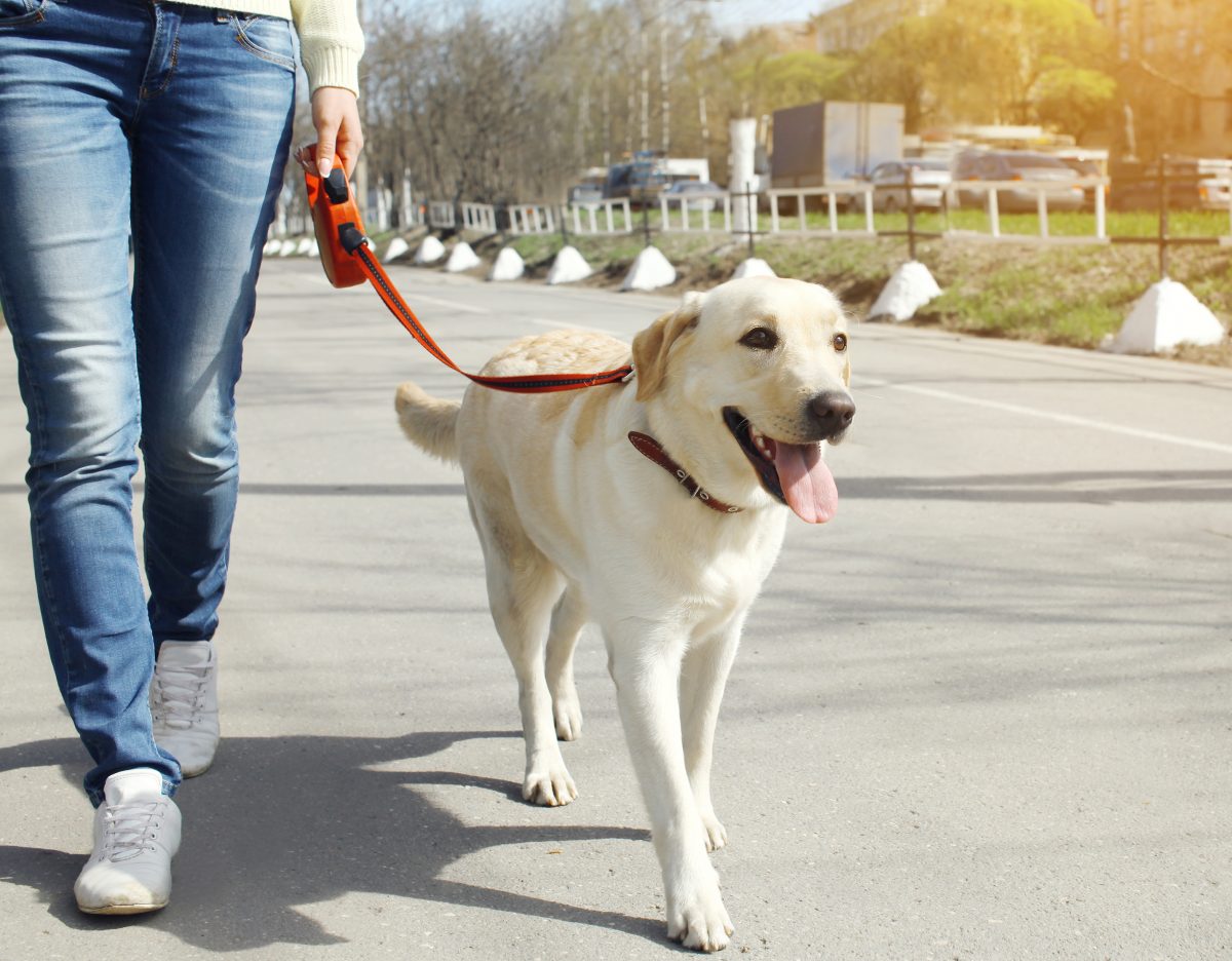 training dog to walk on leash