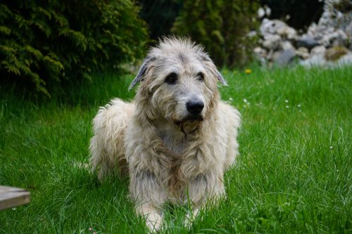 irish wolfhound big dog breeds_canna-pet