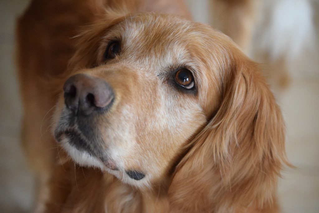 Top 12 Least Aggressive Dog Breeds | Canna-Pet®