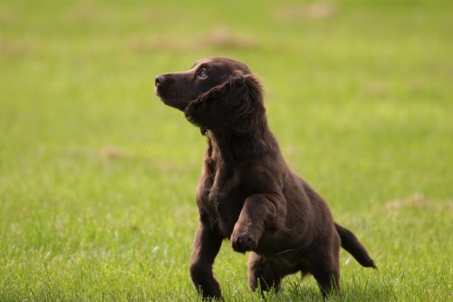 my puppy pees when he gets excited_canna-pet