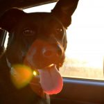 tips for dog travel safety_canna-pet