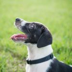 tips-for-potty-training-a-puppy-canna-pet