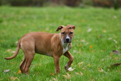 tips for training your dog not to run away_canna-pet