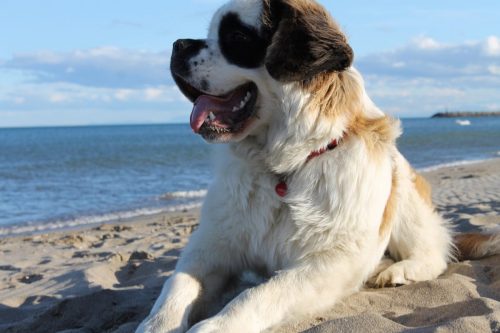 top 10 biggest dog breeds_canna-pet
