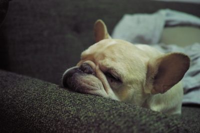training your dog to sleep through the night_canna-pet