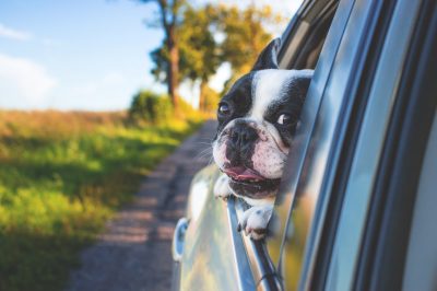 travel safely with dog tips_canna-pet