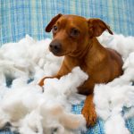 why-does-my-dog-chew-his-bed_canna-pet