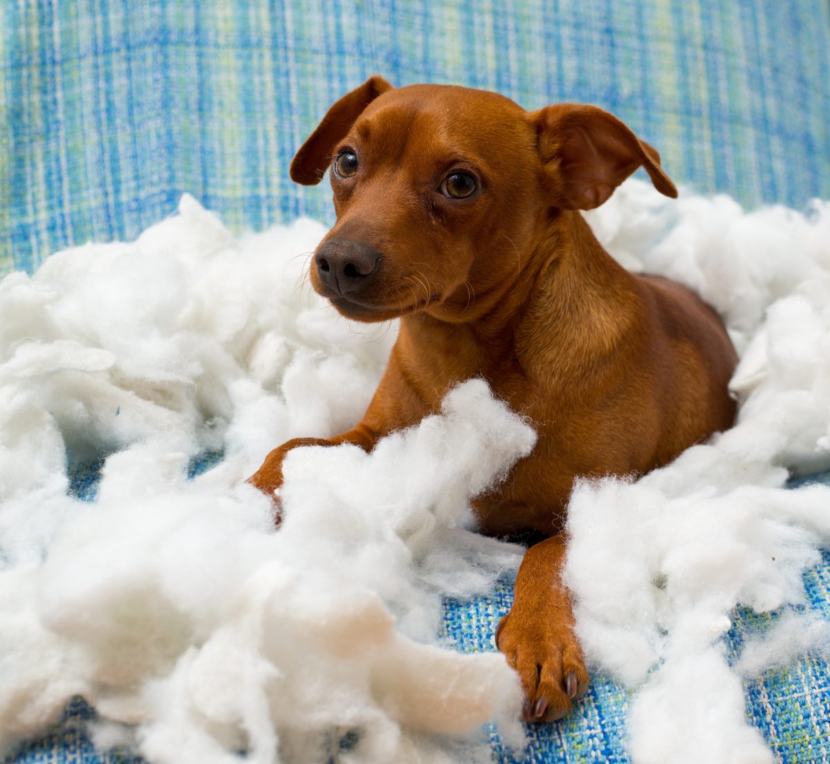 why-does-my-dog-chew-his-bed_canna-pet