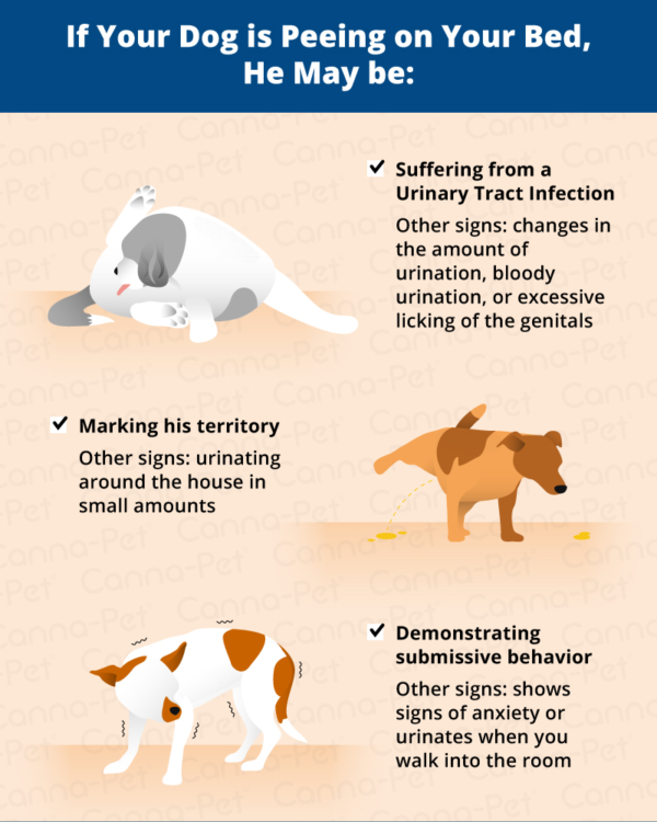 Why Does My Dog Pee on My Bed? CannaPet®