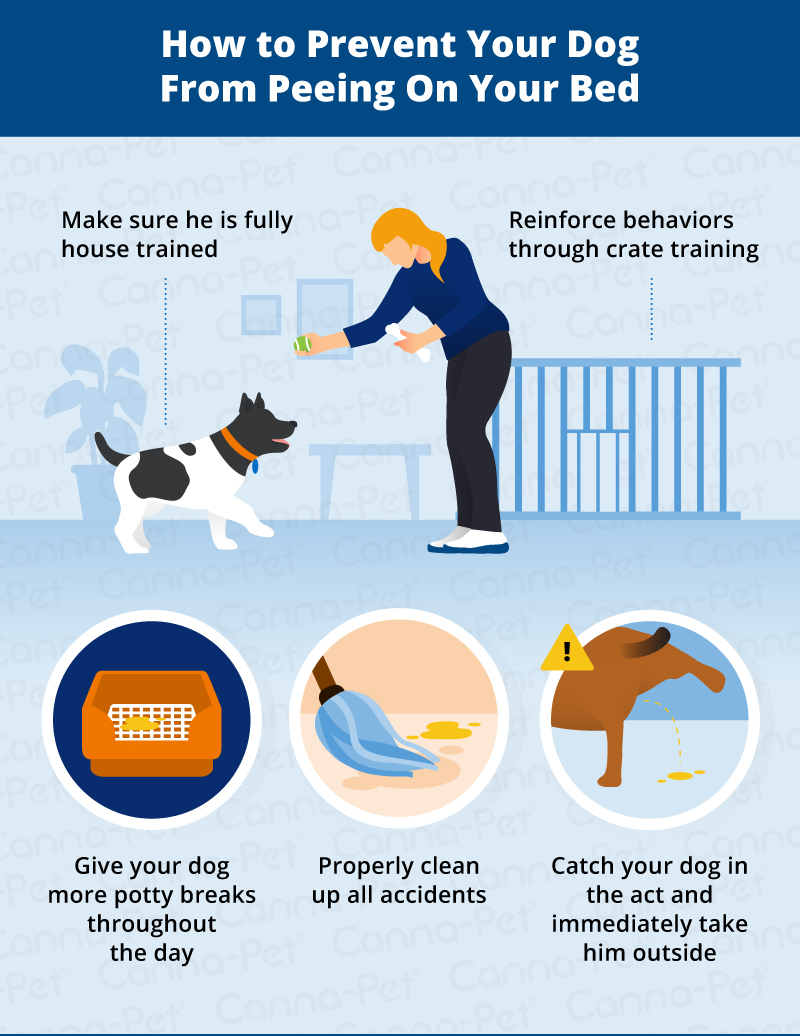 how-to-keep-puppy-from-peeing-in-crate-cheapest-retailers-save-49