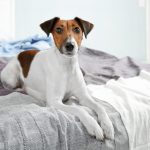 why does my dog pee on my bed_canna-pet