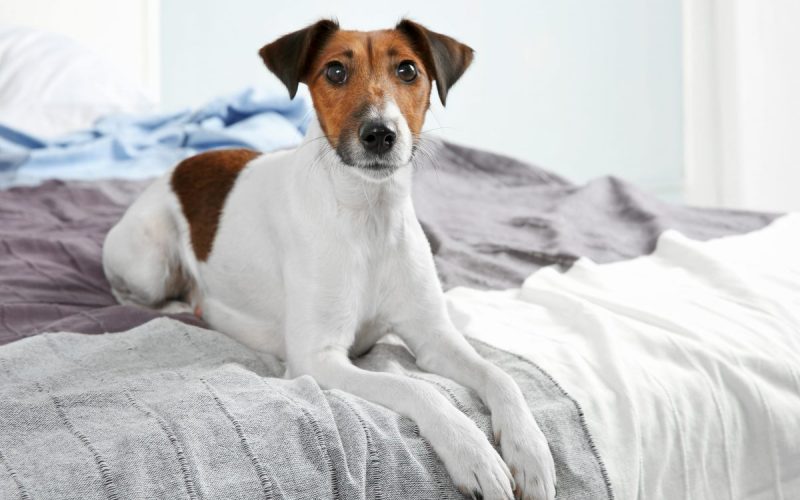 why does my dog pee on my bed_canna-pet