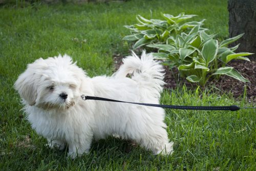why-dog-pulls-on-leash-canna-pet