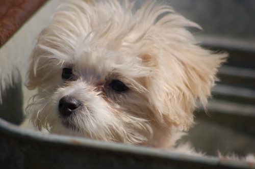 10 smallest dog breeds_canna-pet