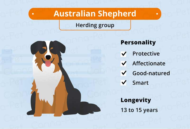 Australian shepherd