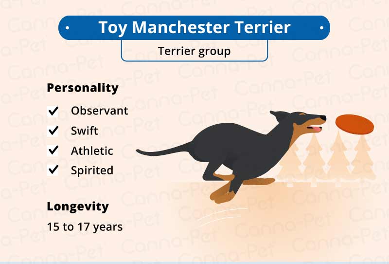 toy manchester terrier 