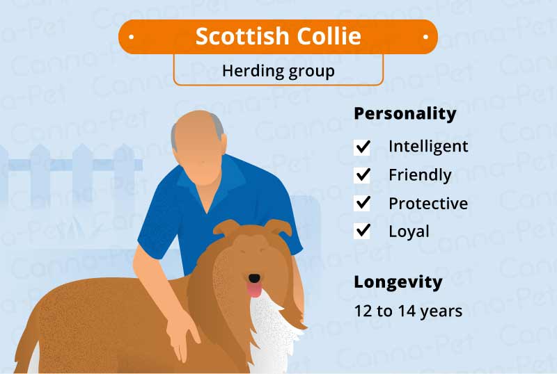 scottish collie