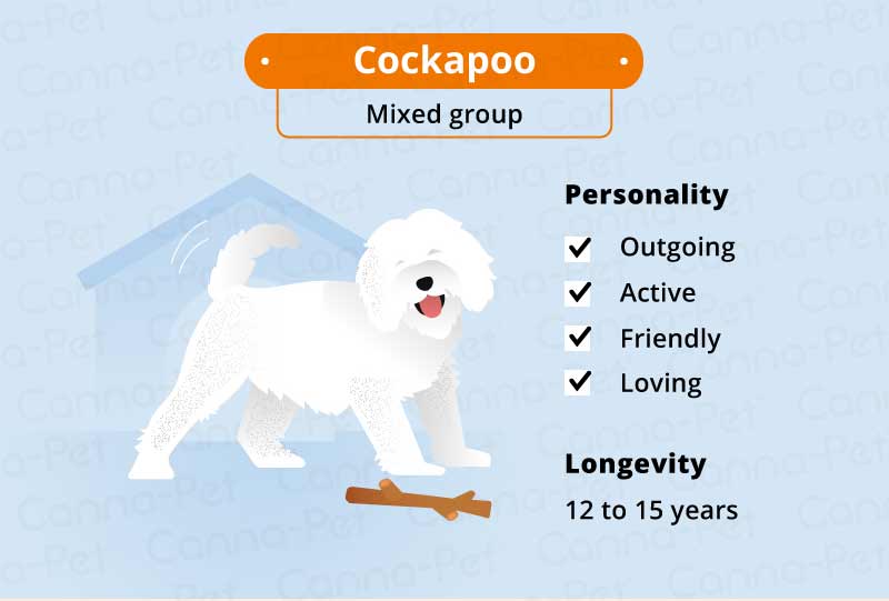 cockapoo