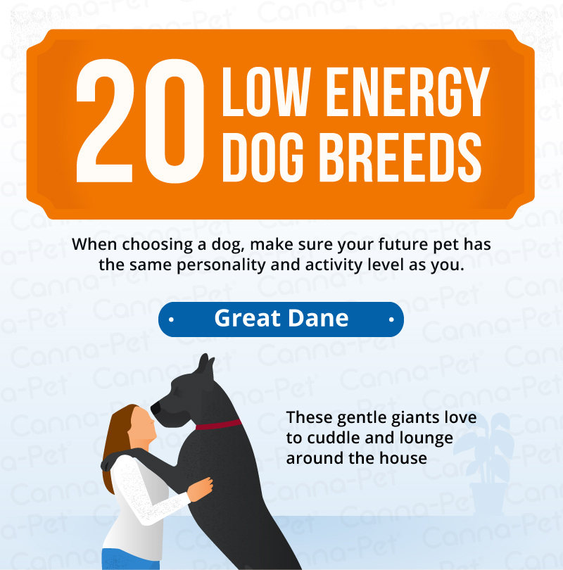 20 low energy dog breeds/great dane