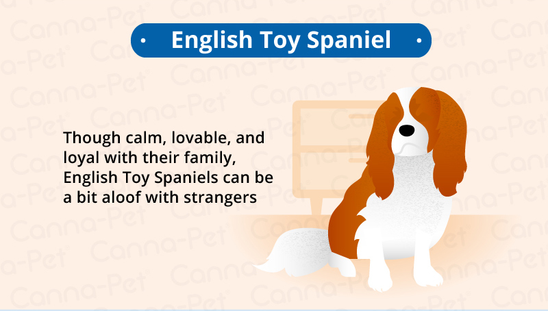 english toy spaniel