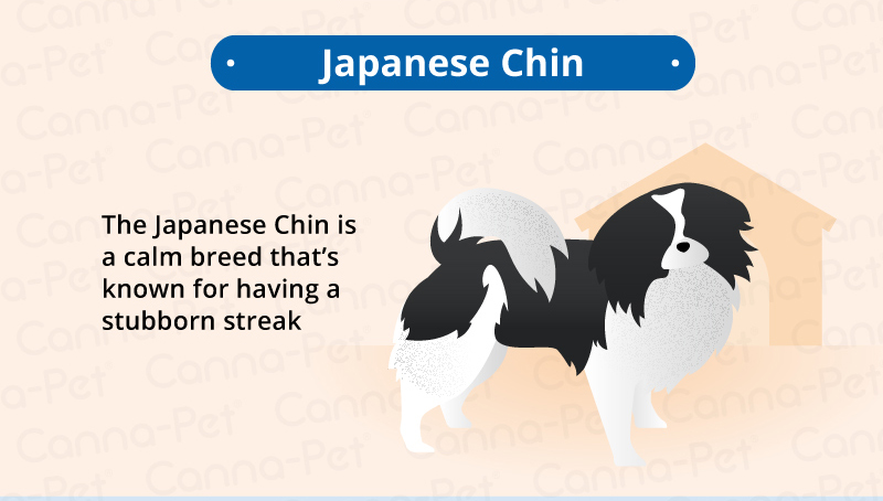 japanese chin