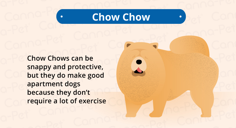 chow chow