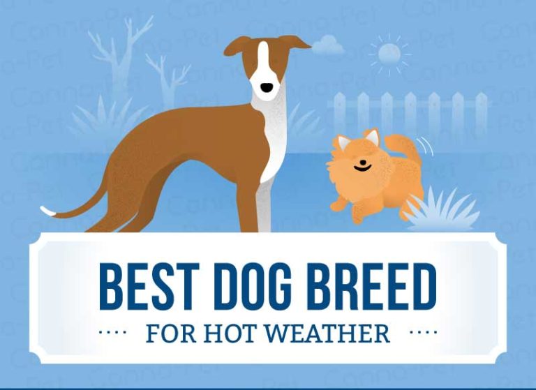 Best Dog Breeds for Hot Weather CannaPet®