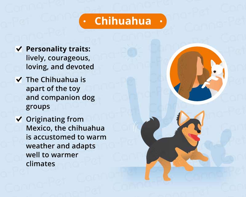 chihuahua 