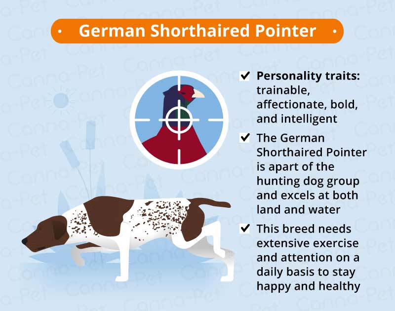 german shorthaired pointer