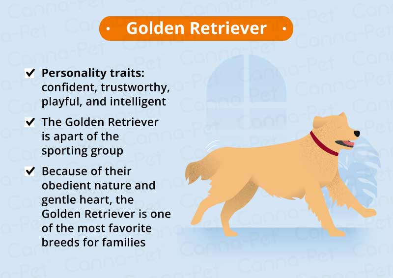 golden retriever 
