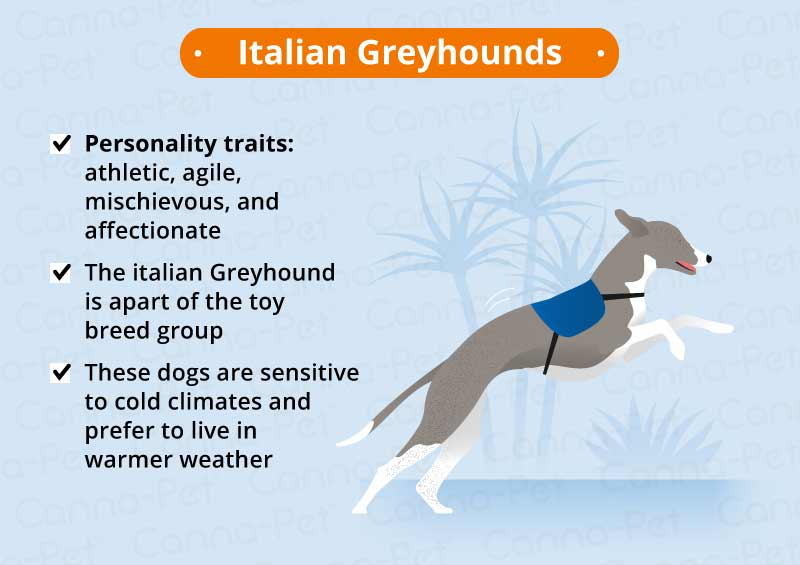 italian greyhounds 