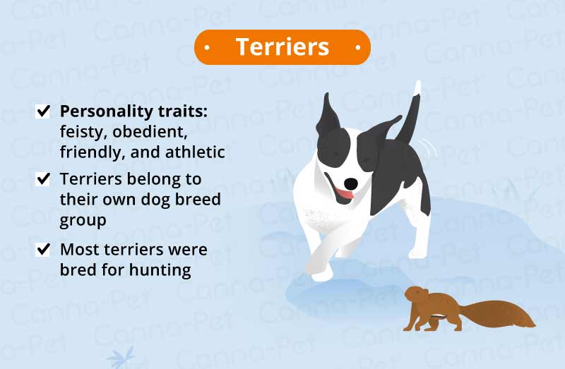 terriers 