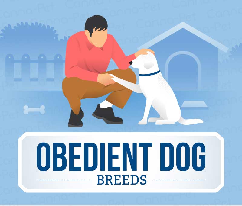 obedient dog breeds
